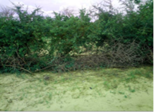 Haie vive à base de Bauhinia rufescens dans le terroir de Kollo (Photo Amani A).png