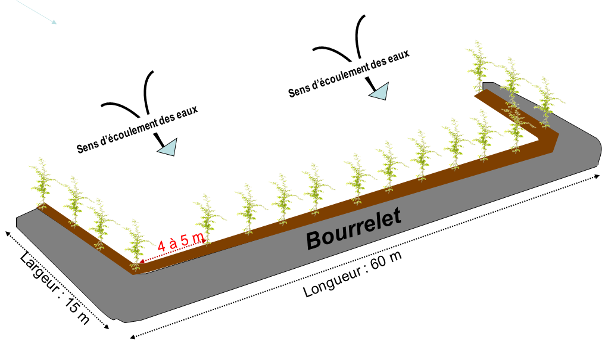 Schéma d’une banquette avec distance entre les plantations (Illustration Dr Sani MAG).png