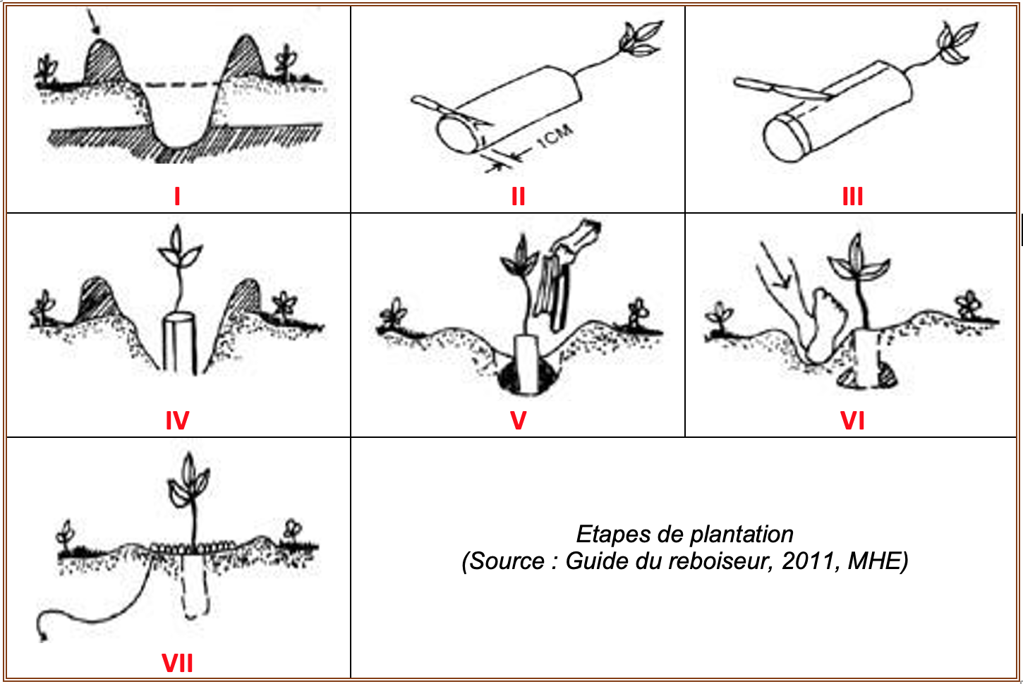 Etapes de plantation (Source - Guide du reboiseur 2011 MHE).png