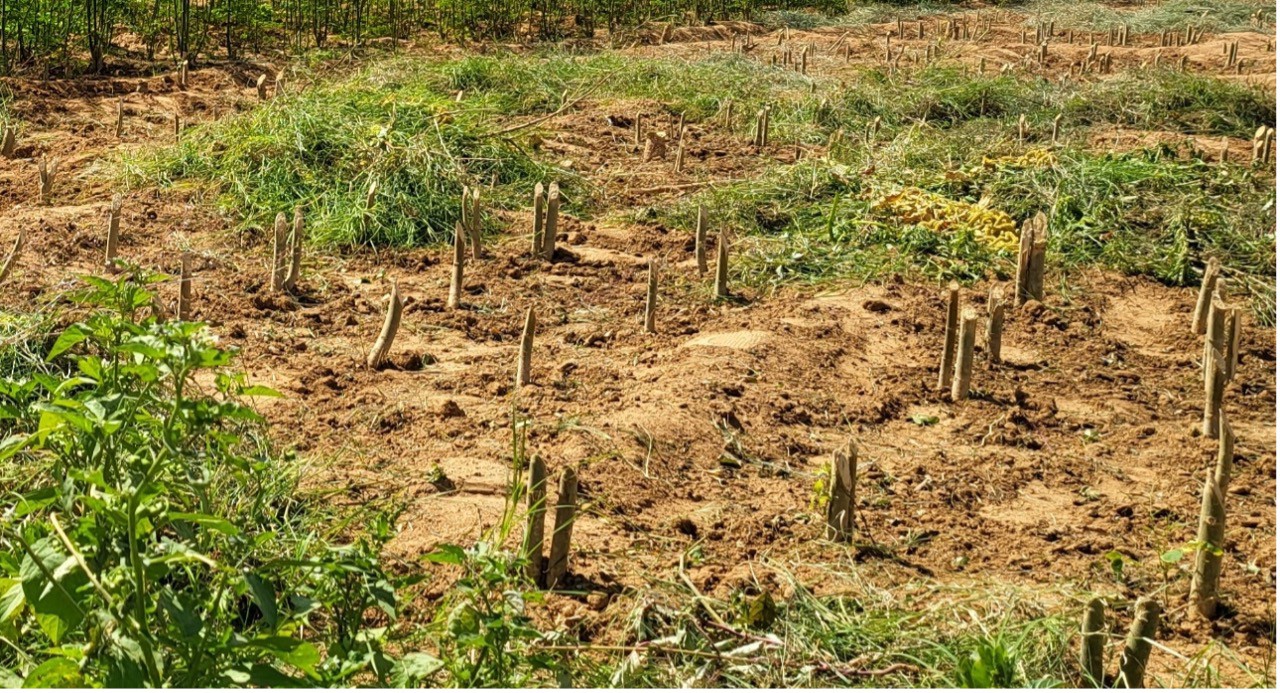 Taille des plants de moringa dans la vallée de Boghol – Agadez (Photo Dr Sani Mamadou).jpg