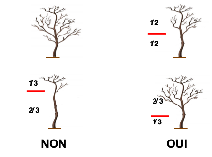 Présentation d’un bon élagage (Besse F., 1990) (Illustration - Dr Sani M. A. G).png