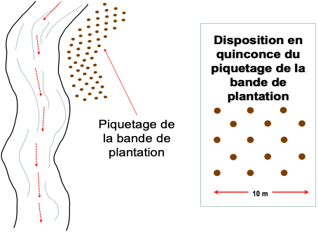 Illustration schématique de la disposition en quinconce du piquetage de la bande de plantation berges (Mamadou A.G.Sani).png