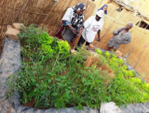 Jardin de case via des sacs dans la région de Tahoua (PromAP 2020) 1.png