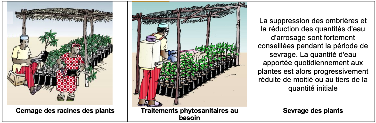 Illustration de l’entretien des pépinières (Source Projet REGIS-ER – 2016).png