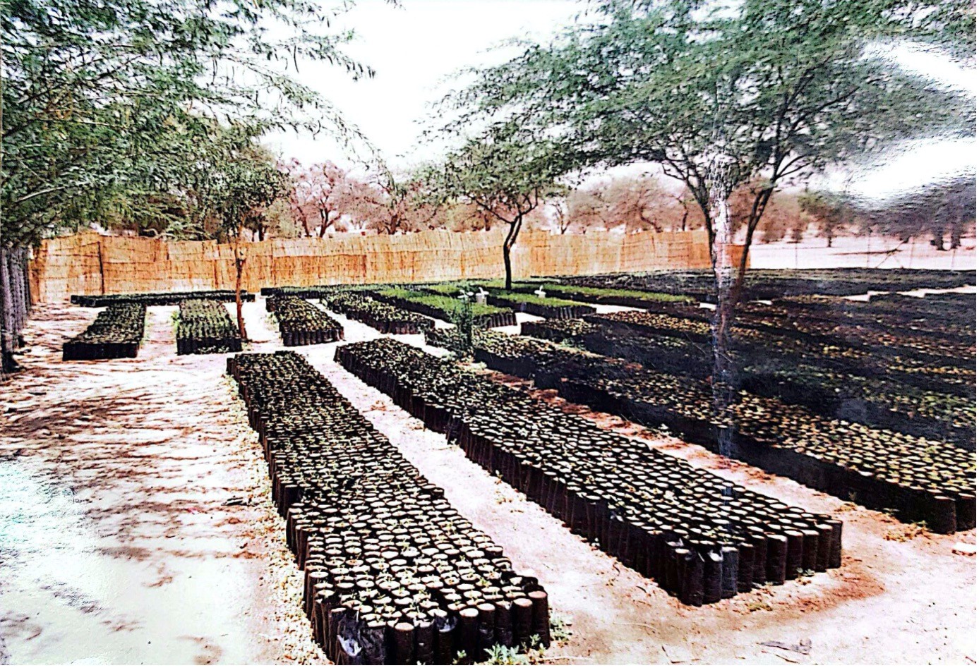 Pépinière de production de plants forestiers à Sargane-Ouallam (Photo - Dr Sani).jpg