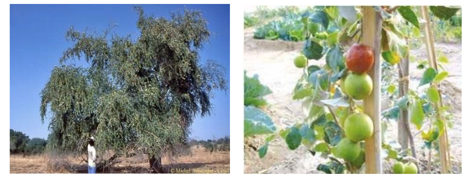 Pied de Ziziphus mauritiana servant de porte greffe (gauche) et sujet greffé en fructification (droite) (INRAN:PROMOVARE 2017).png