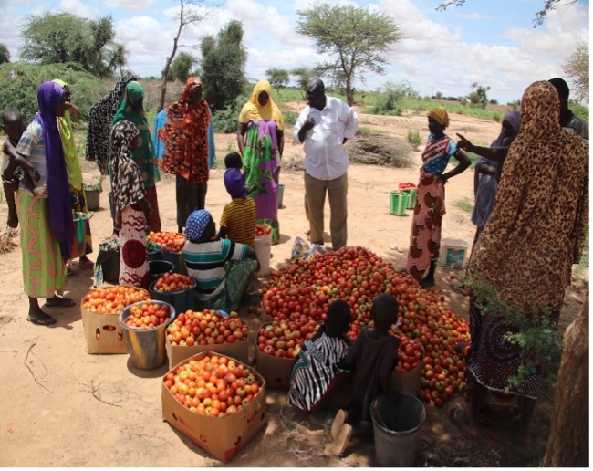 Production de tomate à Tolkoboye Ouallam (PromAP 2020).jpg