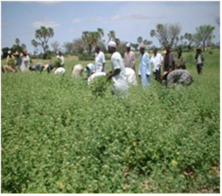 Arrachage à la main  du Sida cordifolia.png