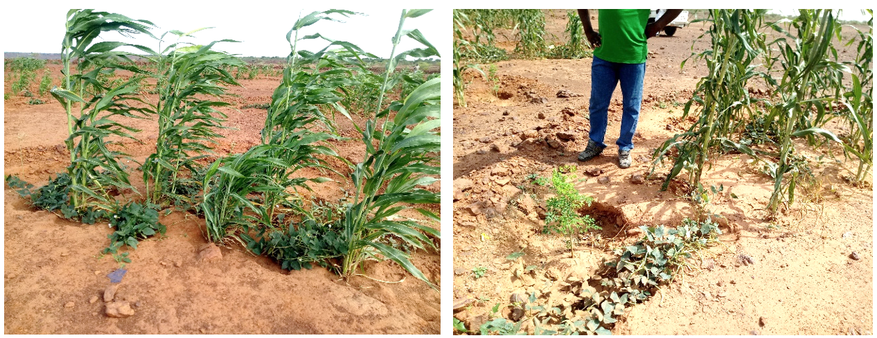 Production du Sorgho, Niébé et Moringa dans la demi-lune fonctionnelle à Kalfou –Tahoua (Dr. M. N. Ado).png