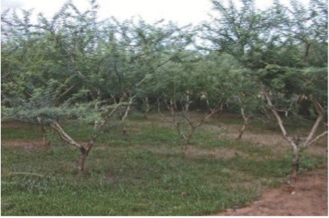 Plantation en bloc d’Acacia senegal (Photo DGDT, ME:LCD) à Ndounga (Kollo).jpg