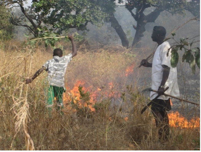 Effort d’extinction manuelle d’un feu de brousse au Sénégal (Photo - Association Nébéday).jpg