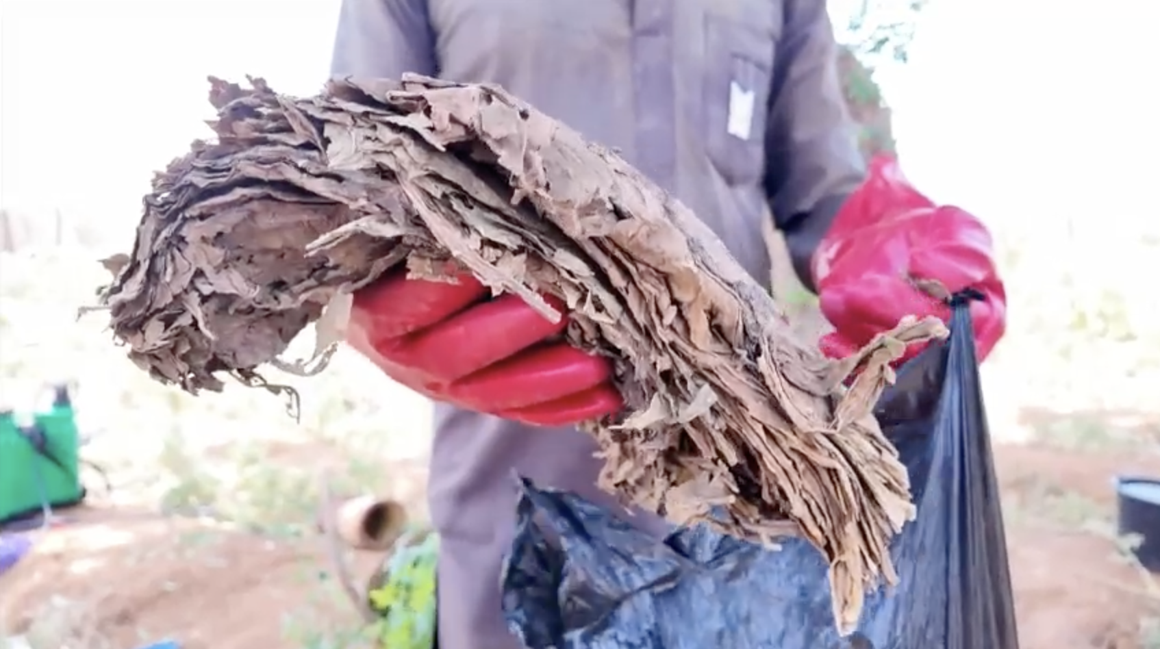 Biopesticide à base du tabac