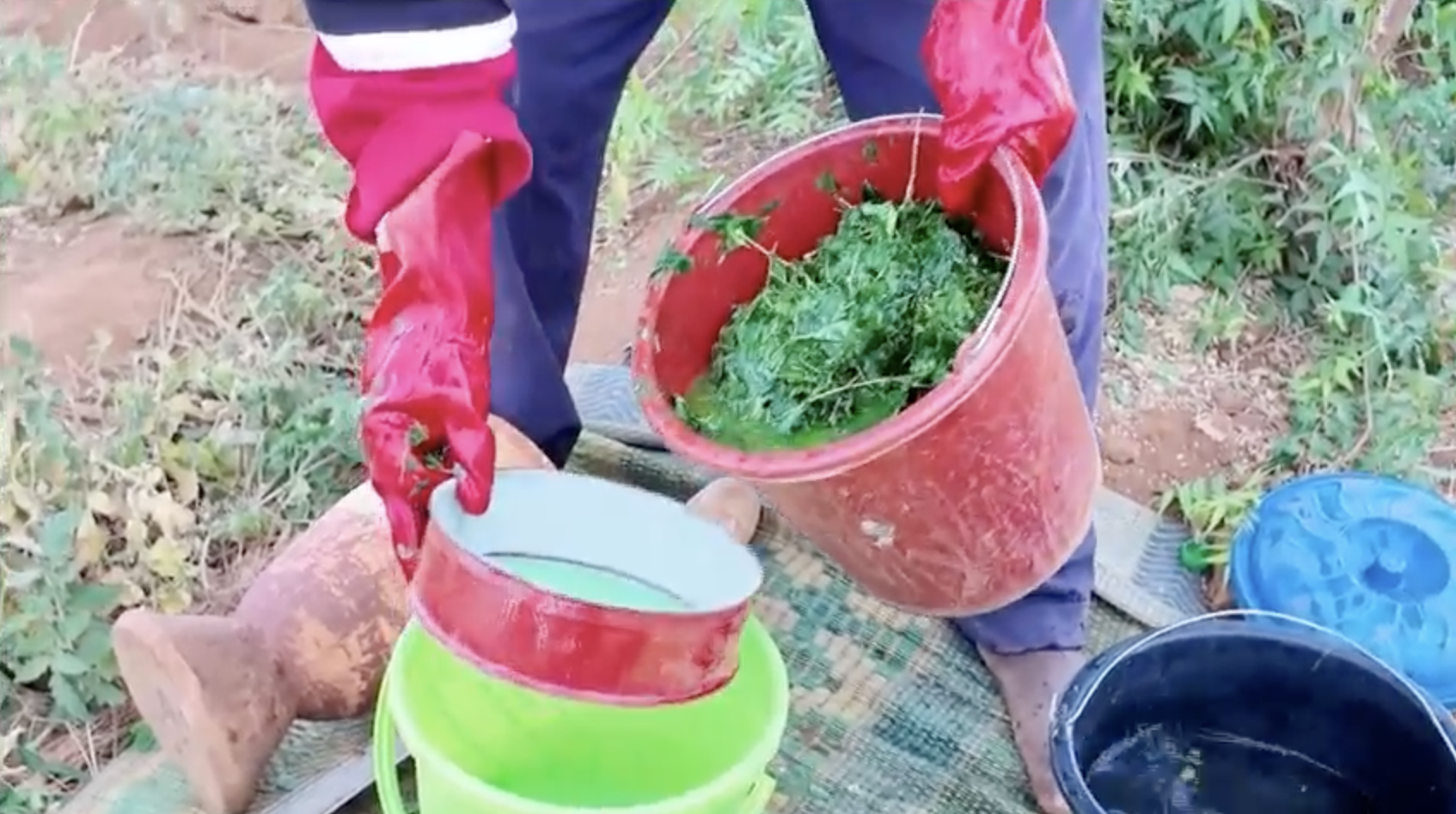 Biopesticide à base de Neem